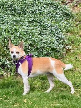 Chihuahua Dogs Available for Adoption - Coffee | PetCurious