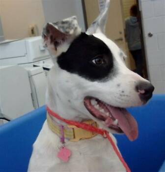 Rescue Mixed Breed Dogs for Adoption in Dallas, Texas - LUNA | PetCurious