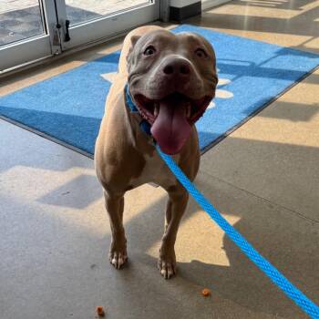 YORK-Stray-16405 -  Pit Bull Terrier and Mixed Breed Dog for Adoption in York, Pennsylvania - YORK-Stray-16405 | PetCurious