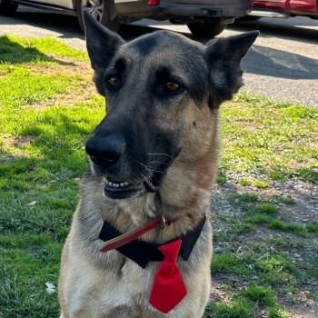 Rescue German Shepherd Dog Dogs for Adoption in Wilton, California - Pongo | PetCurious