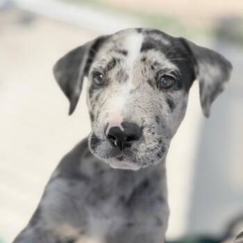 Mongo -  Mixed Breed Dog for Adoption in Uniontown, Pennsylvania - Mongo | PetCurious