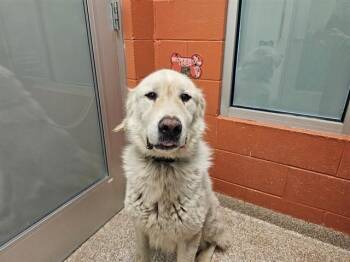 SPROCKET -  Great Pyrenees Dog for Adoption in Colorado Springs, Colorado - SPROCKET | PetCurious