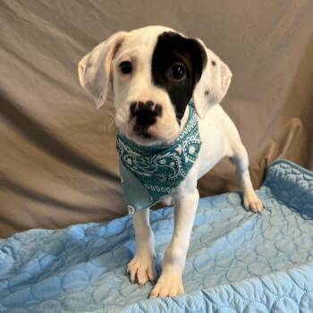 Mixed Breed Dogs Available for Adoption in Canal Winchester, Ohio - Minnie | PetCurious