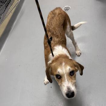 *NSYNC -  Mixed Breed Dog for Adoption in Asheville, North Carolina - *NSYNC | PetCurious
