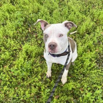Mixed Breed Dogs Available for Adoption - Elodie | PetCurious