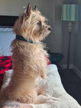 OTIS in Utah -  Cairn Terrier Dog for Adoption in Chicago, Illinois - OTIS In Utah | PetCurious