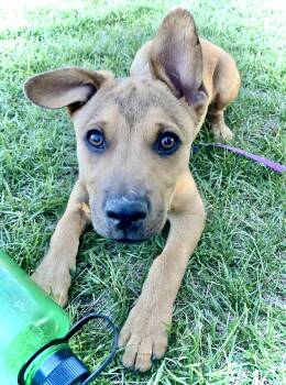 Rescue Yellow Labrador Retriever Dogs for Adoption in Chinle, Arizona - Harley | PetCurious