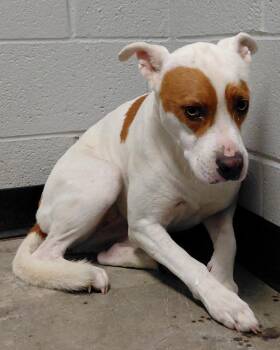 Primrose -  Pit Bull Terrier Dog for Adoption in Henderson, North Carolina - Primrose | PetCurious