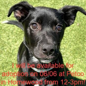 Woody -  Mixed Breed Dog for Adoption in Matteson, Illinois - Woody | PetCurious