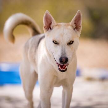 Husky and Shiba Inu Dogs Available for Adoption - Geisha | PetCurious