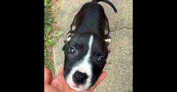 AAD New Arrival! Pippi - 26155 -  Pit Bull Terrier Dog for Adoption in Armonk, New York - AAD New Arrival! Pippi - 26155 | PetCurious