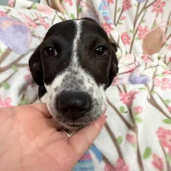 Jelly -  Mixed Breed Dog for Adoption in Sequatchie, Tennessee - Jelly | PetCurious