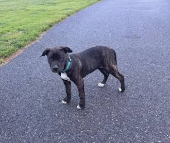 Schroeder -  American Staffordshire Terrier and Boxer Dog for Adoption in Huntingtown, Maryland - Schroeder | PetCurious