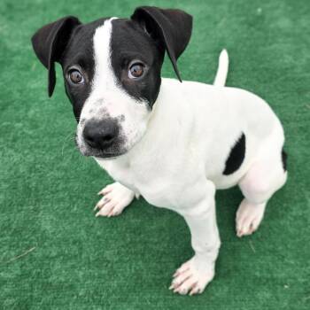 Great Dane and Rhodesian Ridgeback Dogs Available for Adoption in Gainesville, Texas - Daisy | PetCurious