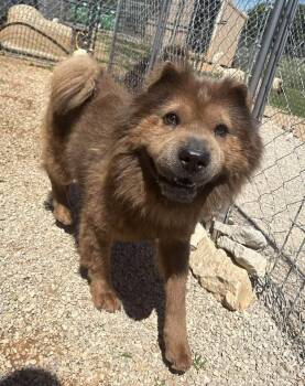 Chow Chow Dogs Available for Adoption in Munfordville, Kentucky - Teddy | PetCurious