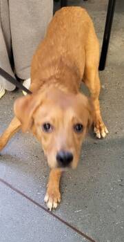 Shepherd and Labrador Retriever Dogs Available for Adoption - Pen 192 Meg | PetCurious