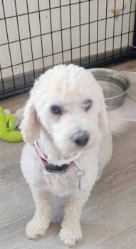 Rocky -  Poodle Dog for Adoption in Thompson Falls, Montana - Rocky | PetCurious