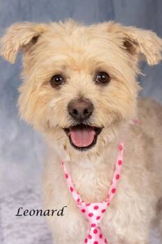 Terrier and Shepherd Dogs Available for Adoption in Gilbert, Arizona - Leonard | PetCurious