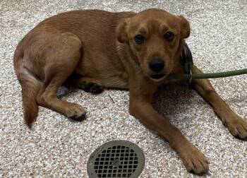 EVELYN -  Terrier and Mixed Breed Dog for Adoption in Colorado Springs, Colorado - EVELYN | PetCurious