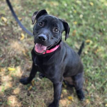 Gogurt -  Black Labrador Retriever Dog for Adoption in Lowell, Arkansas - Gogurt | PetCurious