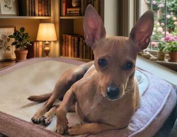 Charlotte (1056V) -  Terrier Dog for Adoption in Plymouth, Michigan - Charlotte (1056V) | PetCurious