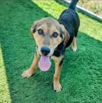 Disco -  Treeing Walker Coonhound and Labrador Retriever Dog for Adoption in Statesville, North Carolina - Disco | PetCurious
