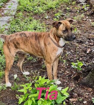 Mountain Cur Dogs Available for Adoption in Zimmerman, Minnesota - Tia | PetCurious