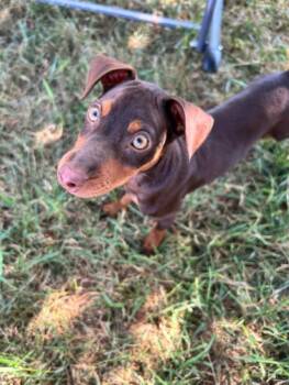 Percy -  Miniature Pinscher Dog for Adoption in Grand Rapids, Michigan - Percy | PetCurious