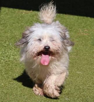 Rescue Mixed Breed Dogs for Adoption in Athens, Georgia - Fluffy | PetCurious