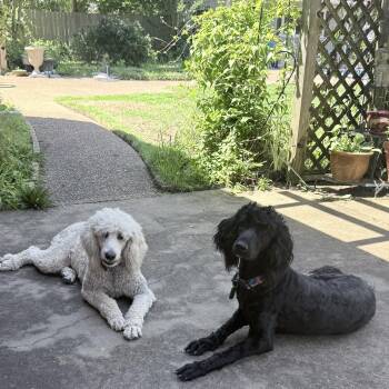 Ivy -  Labradoodle Dog for Adoption in Olive Branch, Mississippi - Ivy | PetCurious