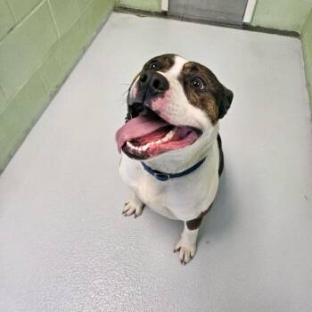 Blue- Adoption Fee 50% Sponsored! -  Terrier Dog for Adoption in Conway, New Hampshire - Blue- Adoption Fee 50% Sponsored! | PetCurious