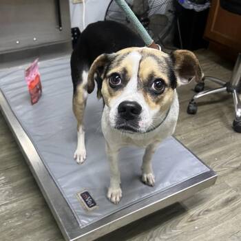 Mixed Breed Dogs Available for Adoption in Summerville, South Carolina - Egypt | PetCurious