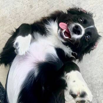 Pennie -  Border Collie and Australian Shepherd Dog for Adoption in The Woodlands, Texas - Pennie | PetCurious