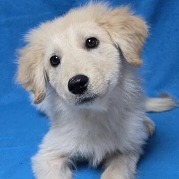 Fiona -  Great Pyrenees Dog for Adoption in Waterloo, Iowa - Fiona | PetCurious