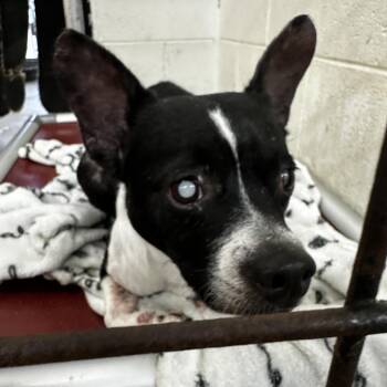 Johnny Boy -  Boston Terrier and Mixed Breed Dog for Adoption in Evensville, Tennessee - Johnny Boy | PetCurious