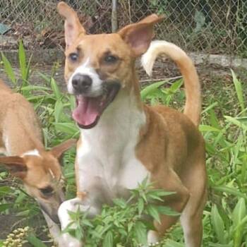 Labrador Retriever and Black Mouth Cur Dogs Available for Adoption - Cooper | PetCurious