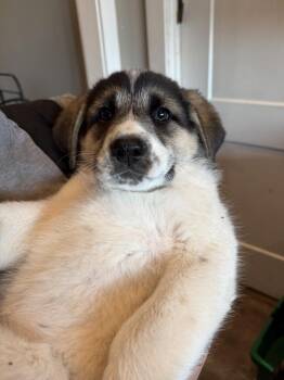 German Shepherd Dog and Great Pyrenees Dogs Available for Adoption - Irving Floofs: Fiona Fka Sylph | PetCurious