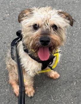 Bentley -  Cairn Terrier Dog for Adoption in East Hartford, Connecticut - Bentley | PetCurious