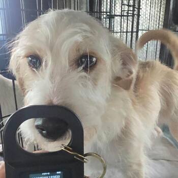 MiloMutt Available 10/23 -  Poodle and Dachshund Dog for Adoption in Loves Park, Illinois - MiloMutt Available 10/23 | PetCurious