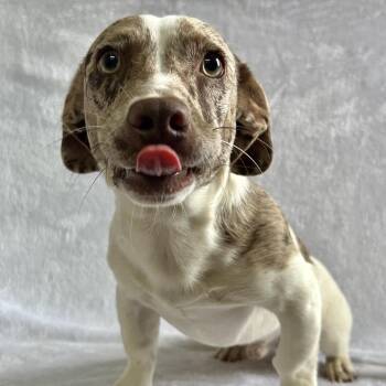Lancelot -  Mixed Breed Dog for Adoption in Johnson City, Tennessee - Lancelot | PetCurious