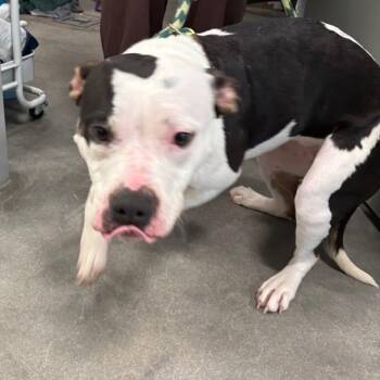 Raya -  American Bulldog Dog for Adoption in Des Moines, Iowa - Raya | PetCurious