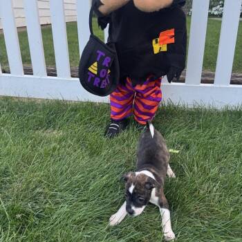 Lucy -  Terrier and Mixed Breed Dog for Adoption in Bedford Park, Illinois - Lucy | PetCurious