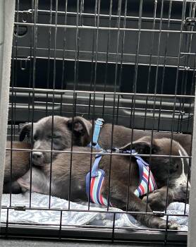 Belgian Shepherd Laekenois Dogs Available for Adoption - Derek - Male D Puppy | PetCurious