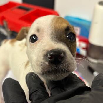 Phylis -  Mixed Breed Dog for Adoption in Yuma, Arizona - Phylis | PetCurious