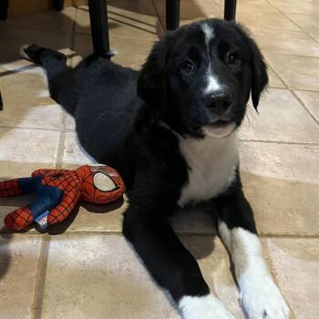 Birdie 22703 -  Great Pyrenees and German Shepherd Dog Dog for Adoption in Cumming, Georgia - Birdie 22703 | PetCurious
