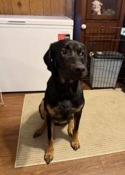 Grape -  Mixed Breed Dog for Adoption in Fairfax, Virginia - Grape | PetCurious
