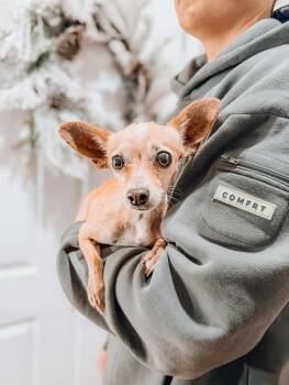 Chihuahua Dogs Available for Adoption - Goliath | PetCurious