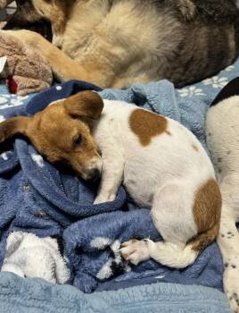 Jack Russell Terrier and Parson Russell Terrier Dogs Available for Adoption in Ball Ground, Georgia - Tater-Tot | PetCurious