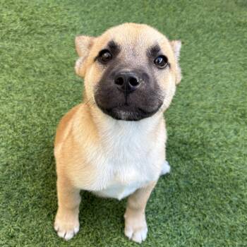 Mixed Breed Dogs Available for Adoption - Stephen  | PetCurious