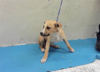 German Shepherd Dog and Mixed Breed Dogs Available for Adoption - A2067322 | PetCurious